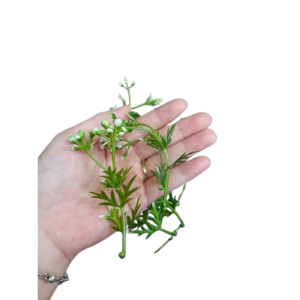 Cỏ điểm trang trí