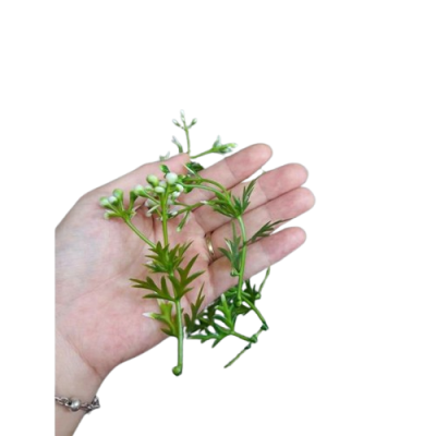 Cỏ điểm trang trí