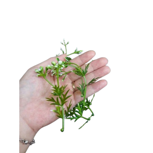 Cỏ điểm trang trí